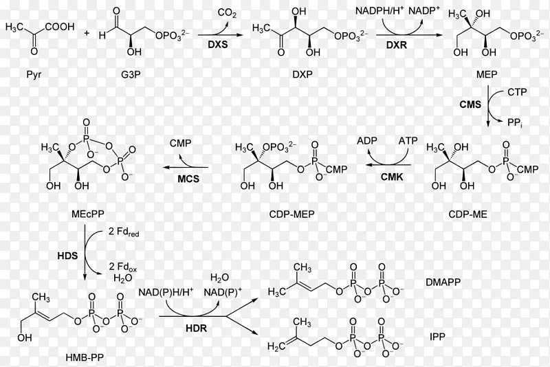 非甲丙戊酸途径代谢途径异戊烯基焦磷酸1-脱氧-d-木糖-5-磷酸途径
