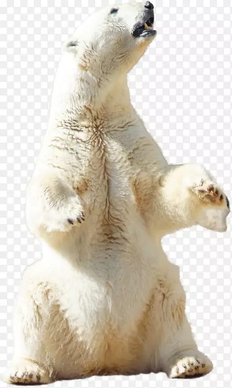 北极熊北极下载