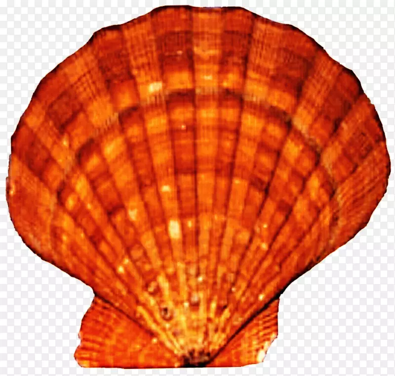 扇贝贻贝牡蛎-贝壳