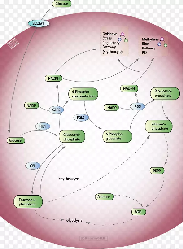 戊糖磷酸途径红细胞代谢途径糖酵解途径