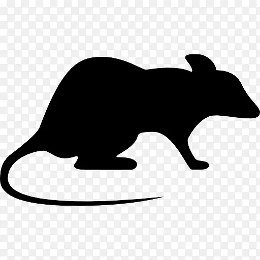 棕色大鼠实验鼠和老鼠