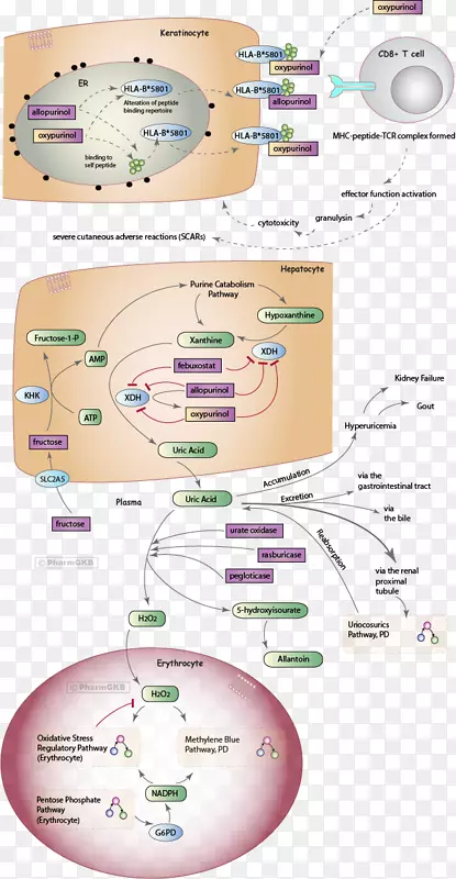 尿酸痛风尿酸氧化酶药物尿囊素途径
