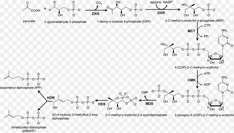 非甲丙戊酸途径5-磷酸木糖合成酶途径