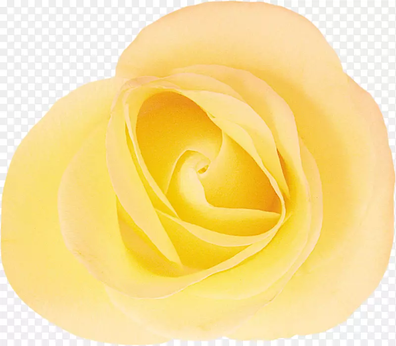 花园玫瑰切花蔷薇科-黄玫瑰