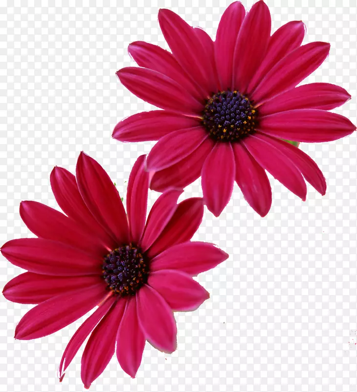 粉红色花朵非洲菊桌面壁纸-甘菊