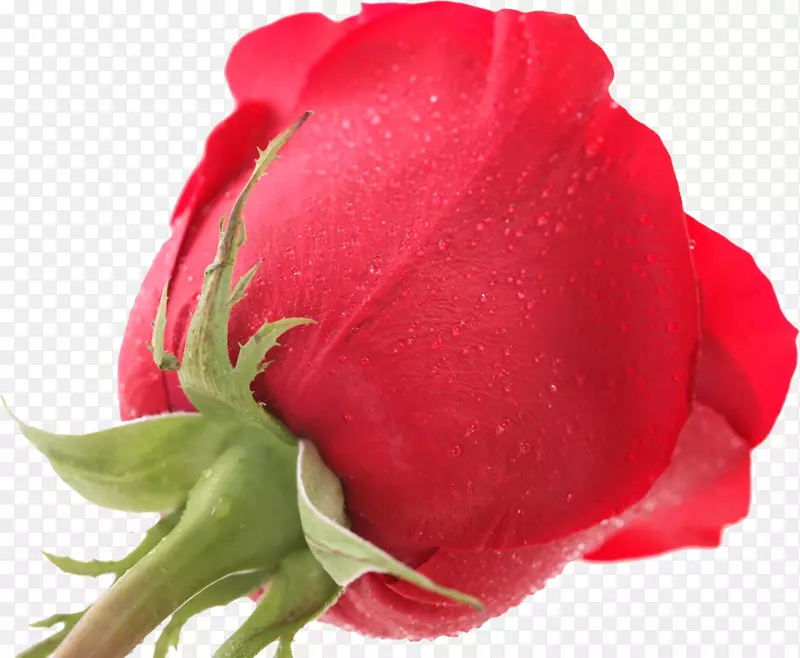 仙人掌玫瑰花园玫瑰花蔷薇科切花粉红色玫瑰