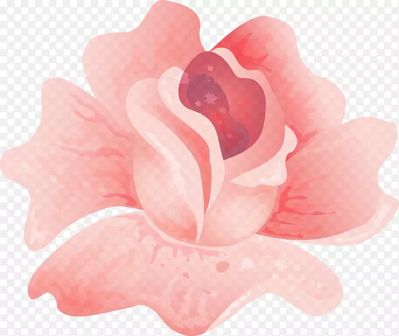 蔷薇科玫瑰开花植物花瓣粉红色玫瑰