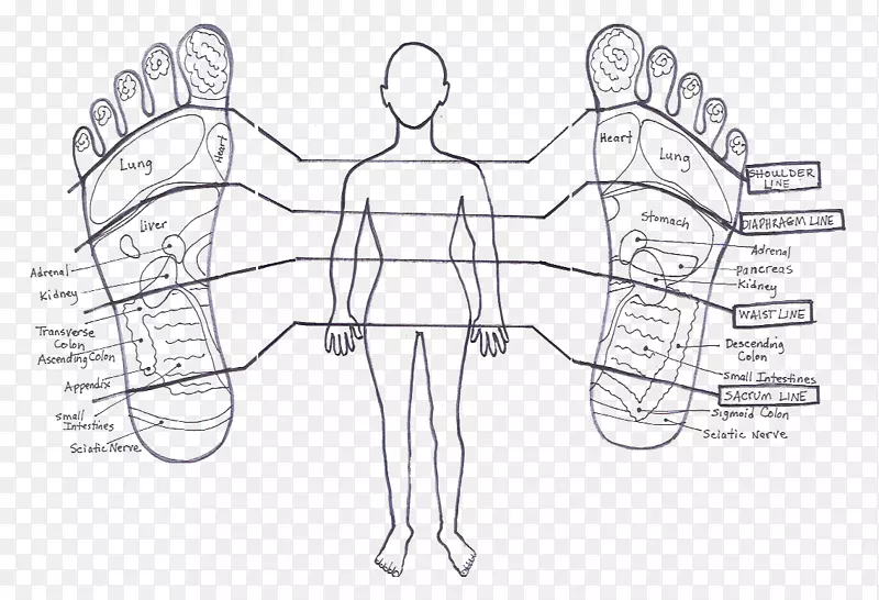脚部可以通过反射学讲到的故事-脚掌-水平线