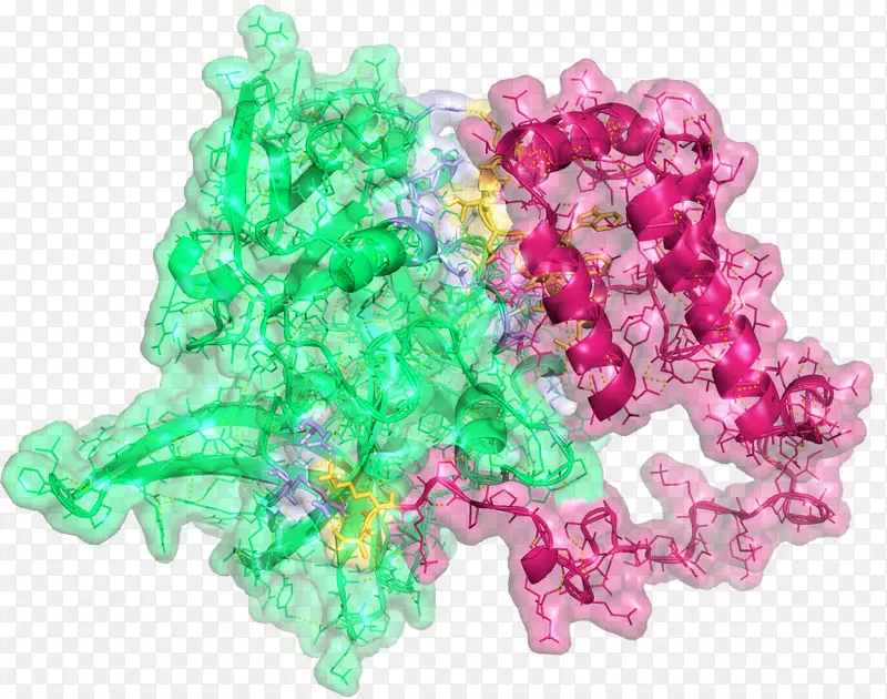 PEA15htra丝氨酸肽酶2单体珠宝石豌豆