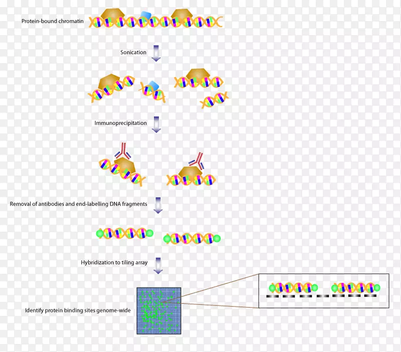 贴片阵列染色质免疫共沉淀dna微阵列基因组芯片-无花果