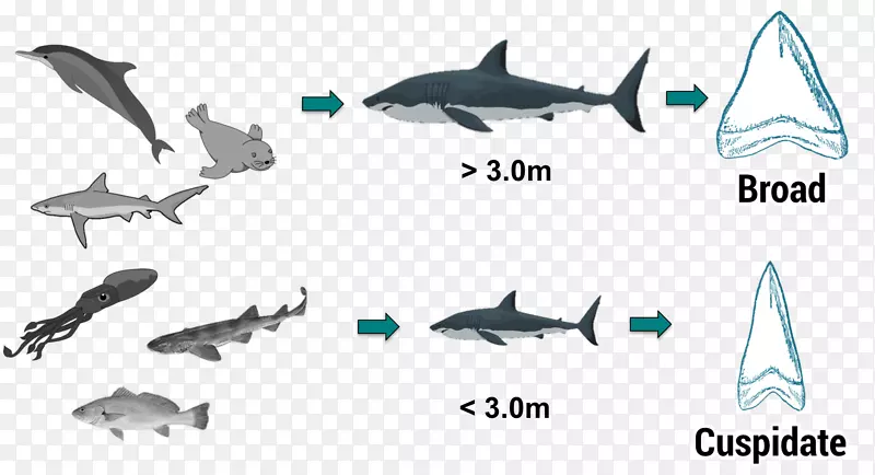 大白鲨海洋瓜达卢佩岛鲨鱼牙鲨