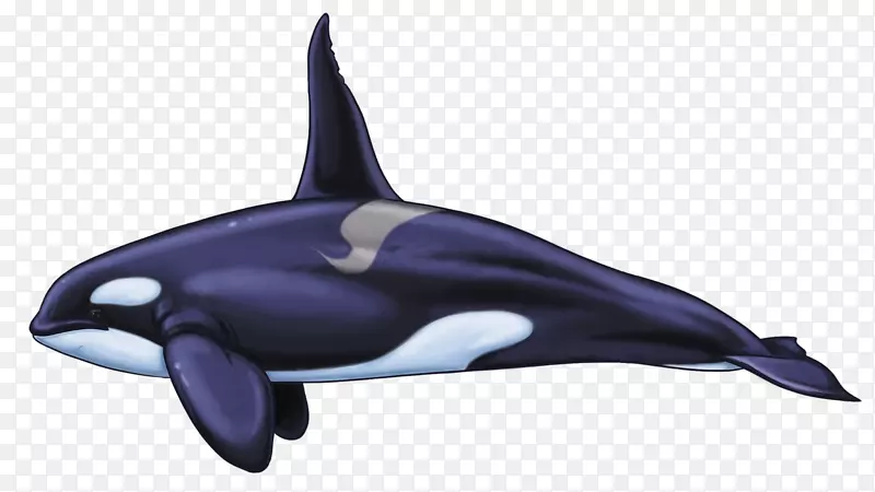 普通宽吻海豚粗齿海豚图库溪白喙海豚全口虎鲸