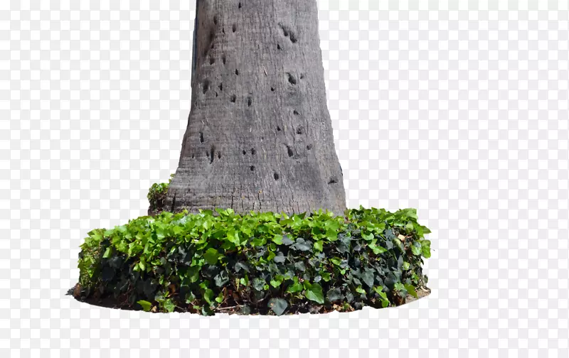 树干树桩-植物