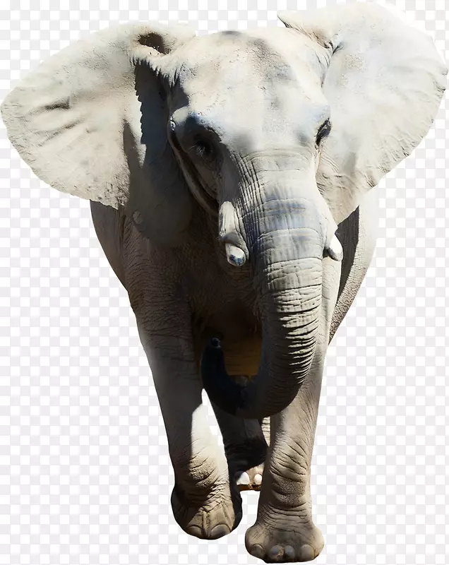 卢瓦野生动物保护犀牛摄影-大象