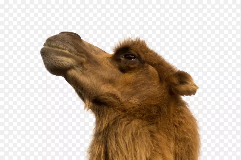 骆驼动物摄影反应沙漠骆驼
