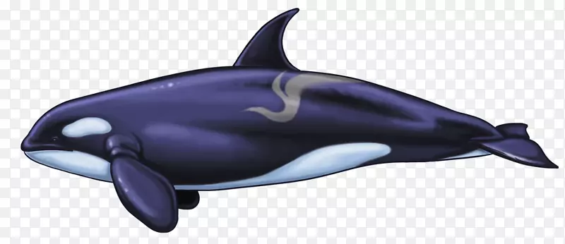 普通宽吻海豚鲸鱼白喙海豚短喙普通海豚图库西虎鲸