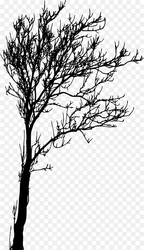 木本植物树枝轮廓-树透明