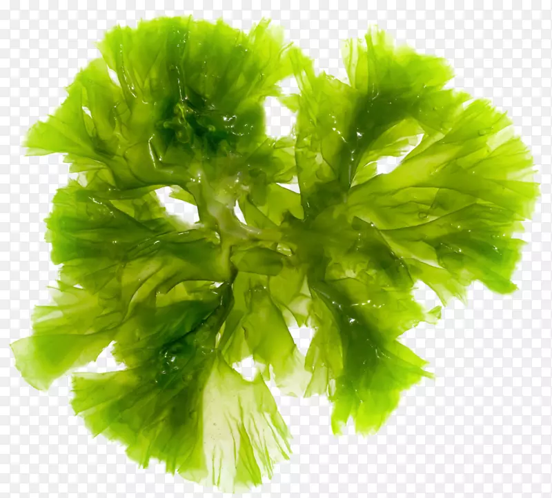 褐藻，海藻，绿藻，红藻