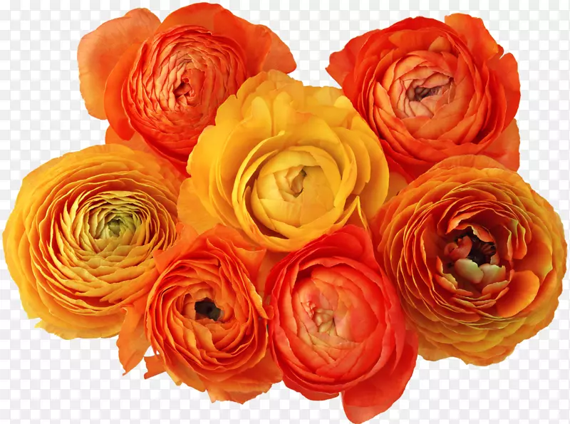花卉数字图像剪辑艺术-橙色花朵
