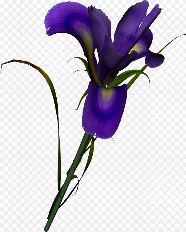 切花，虹膜，紫丁香花园，玫瑰-丁香