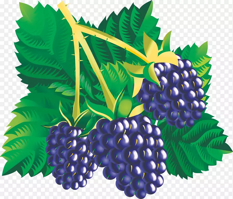 黑莓水果剪贴画-葡萄