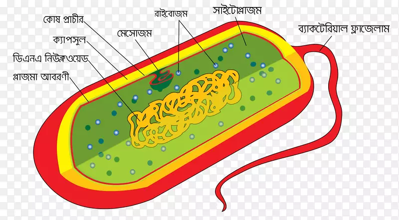 细菌细胞结构细胞壁原核菌