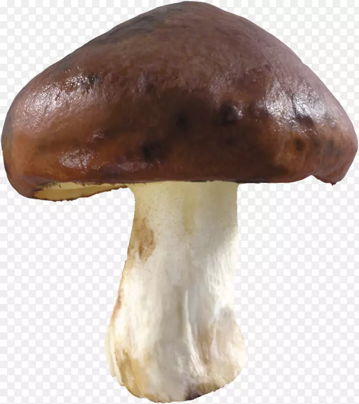 食用菌图像分辨率-蘑菇