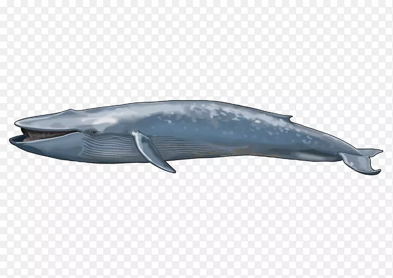 缅因州蓝鲸科海洋-海洋动物