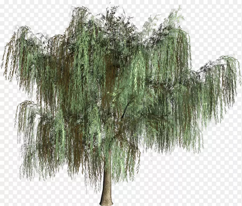 木本植物常绿针叶树.绿树