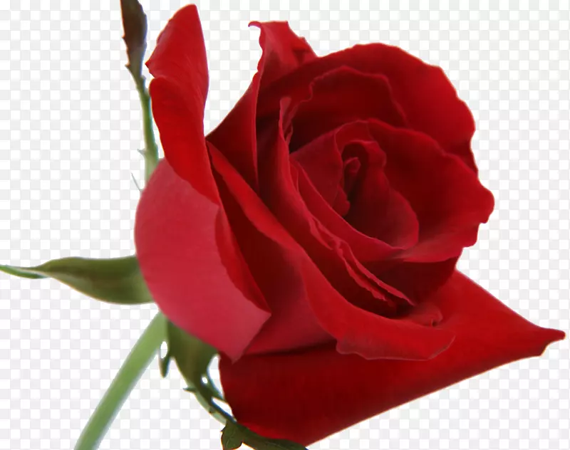 诗爱妆刷玫瑰：诗-紫玫瑰