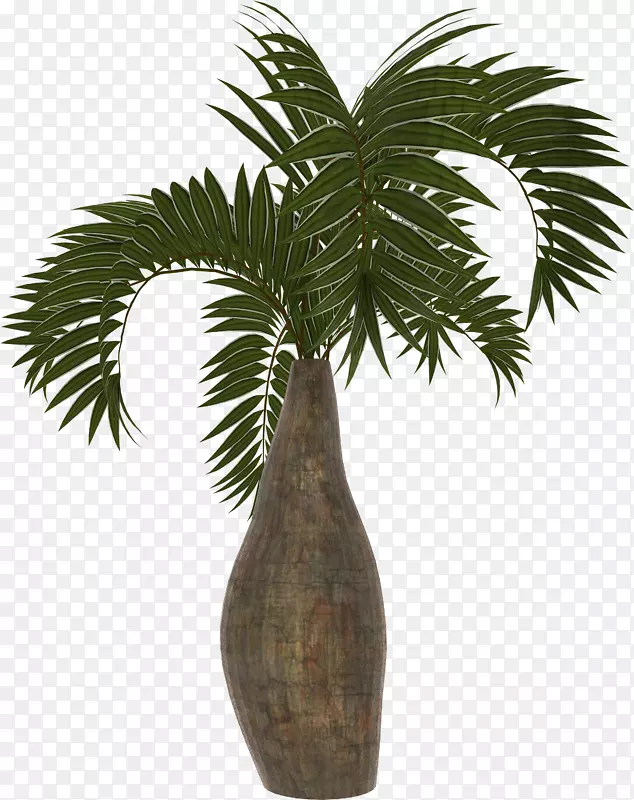 槟榔科亚洲棕榈椰枣棕榈科植物-棕榈