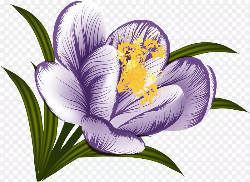 花番红花剪贴画-紫花