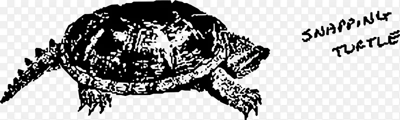 常见的海龟画夹艺术-海龟