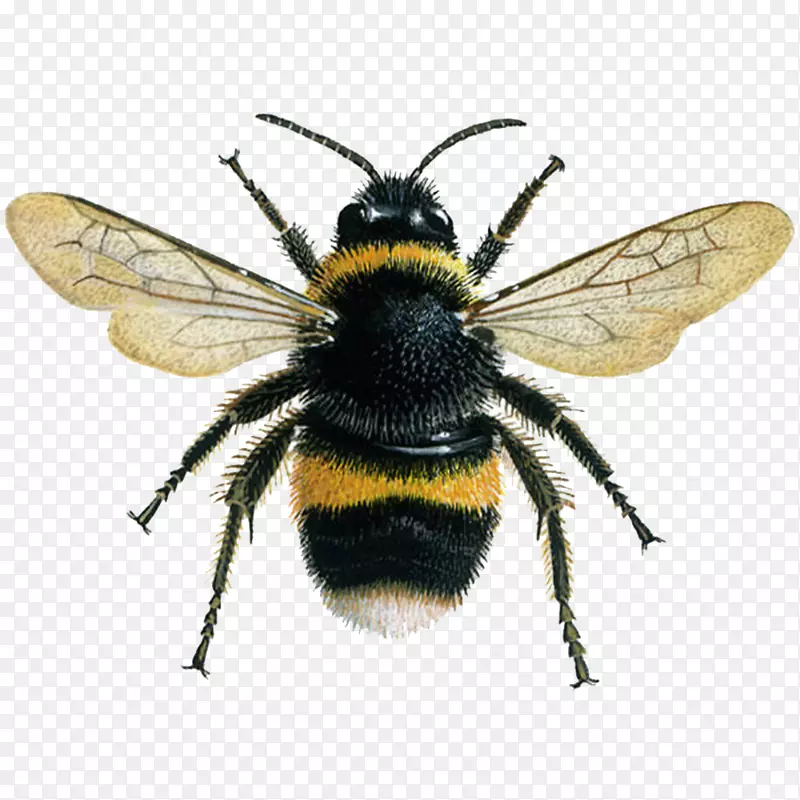 西方蜜蜂昆虫家蚕-蜜蜂