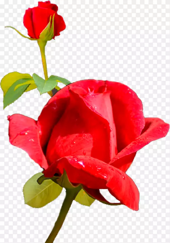 花园玫瑰、蜈蚣玫瑰、玫瑰切花、蔷薇科玫瑰