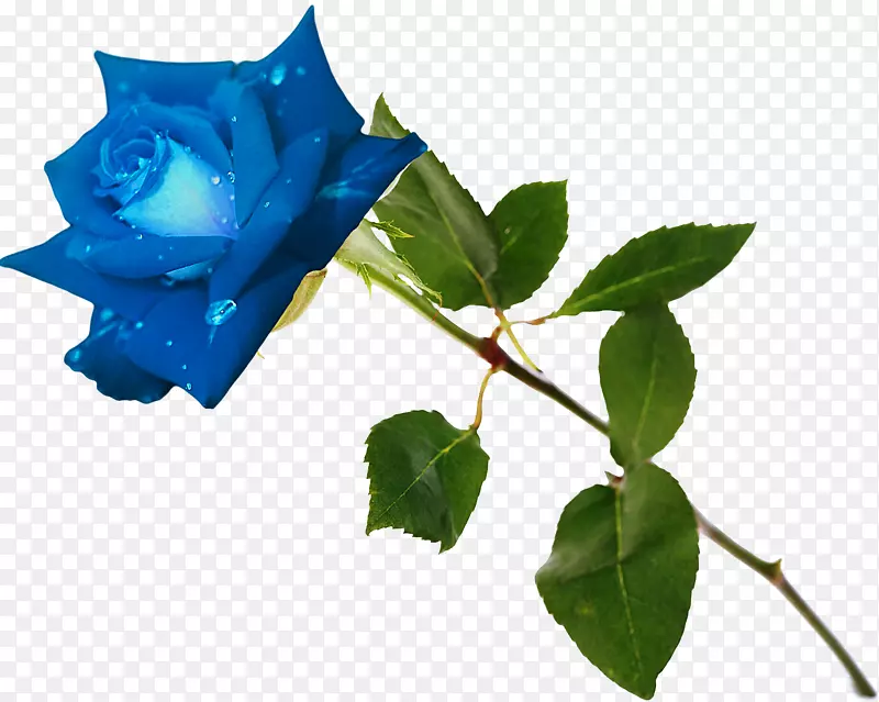 蓝玫瑰花园玫瑰花玫瑰