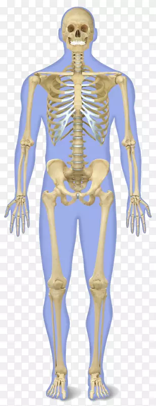 人体骨骼人体解剖-骨骼