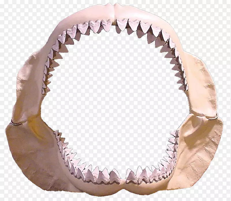 大白鲨牙鲨
