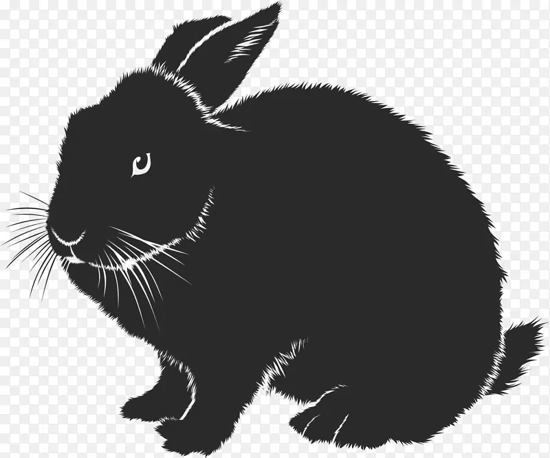 家养兔欧洲兔-兔