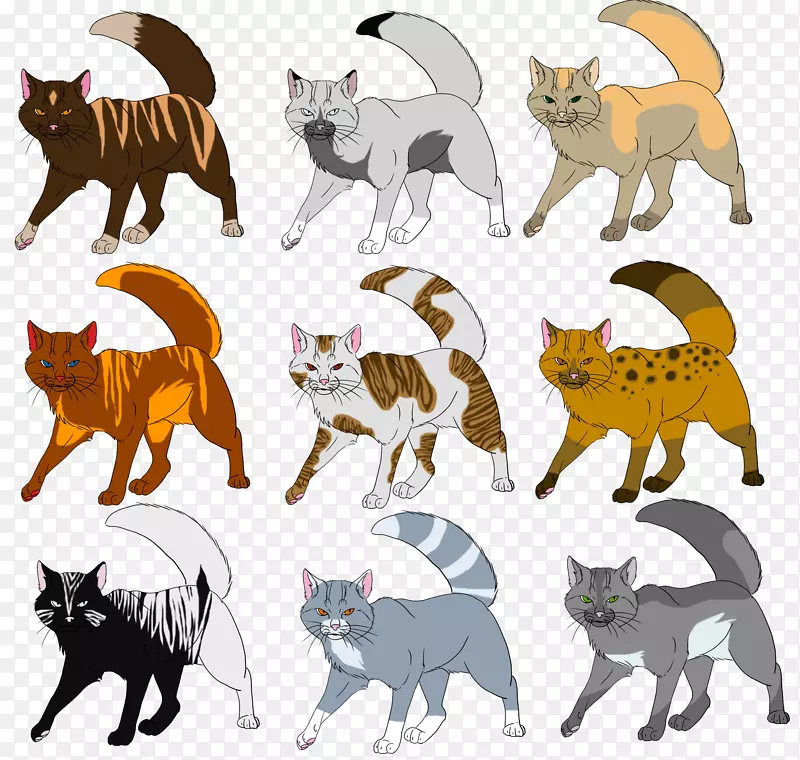 汤加猫战士动物猫毛遗传学-嵌合体