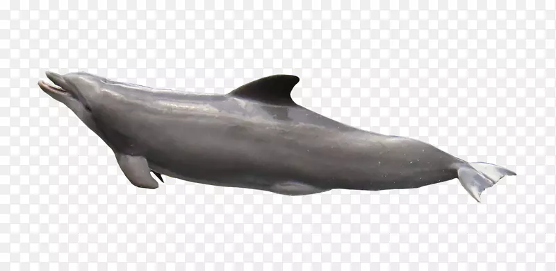 普通宽吻海豚批发短喙普通海豚海洋-海星