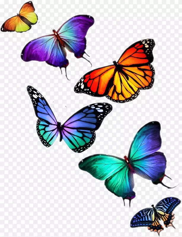 蝴蝶摄影桌面壁纸-苍蝇