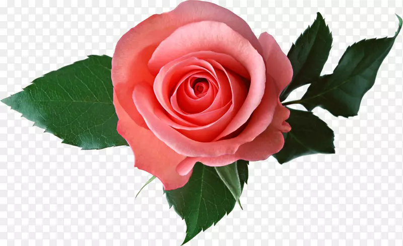 花园玫瑰品种-白玫瑰