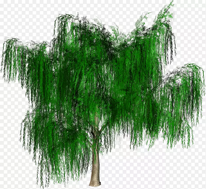 林木木本植物