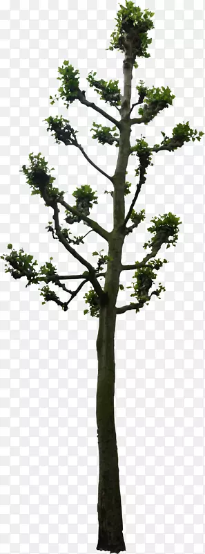 树木木本植物连体三维计算机图形.树