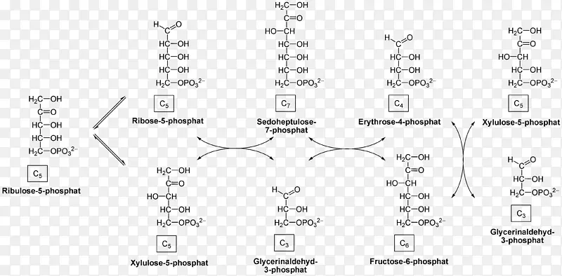 己糖戊糖磷酸途径核酮糖单糖途径