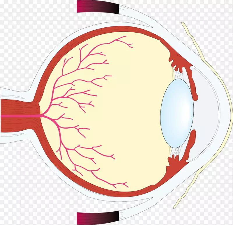 人眼工作表视网膜