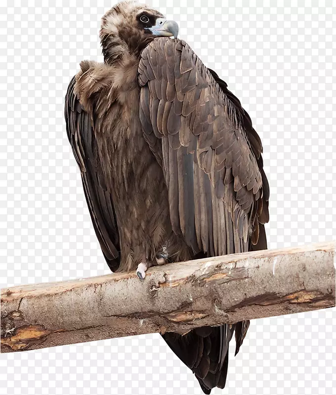 秃鹰鸟广告摄影剪辑艺术-鸟类