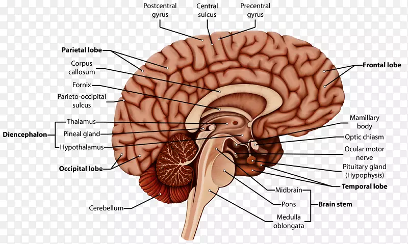 生物脑人类行为智人-大脑