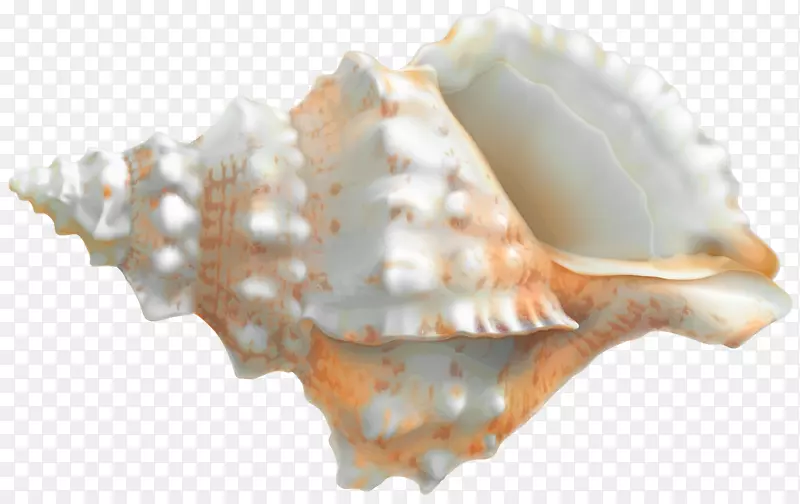 海螺，海蜗牛